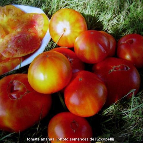 Les tomates bio de la ferme