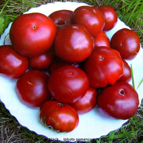 Les tomates bio de la ferme