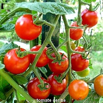 Les tomates bio de la ferme