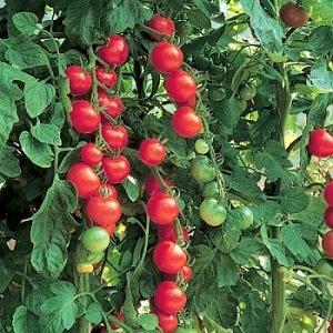 Les tomates bio de la ferme