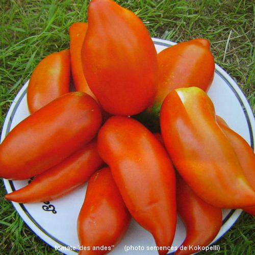 Les tomates bio de la ferme