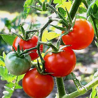 Les tomates bio de la ferme
