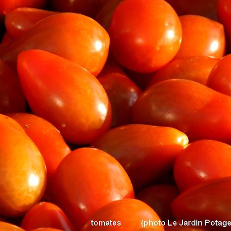 Les tomates bio de la ferme