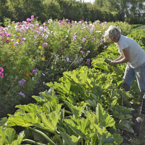 Légumes bio de la ferme