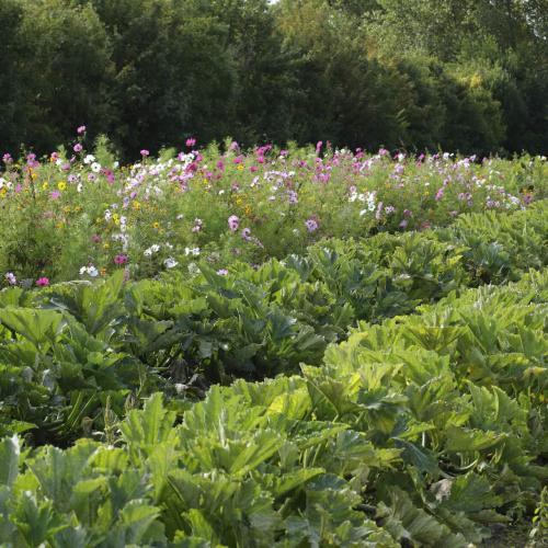 Légumes bio de la ferme