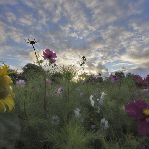 Légumes bio de la ferme