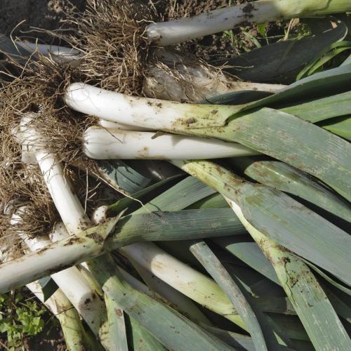 Légumes bio de la ferme