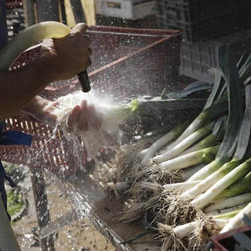 Légumes bio de la ferme