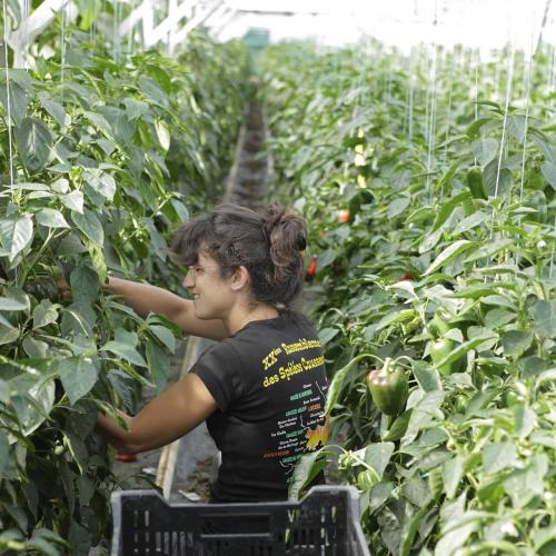 Légumes bio de la ferme