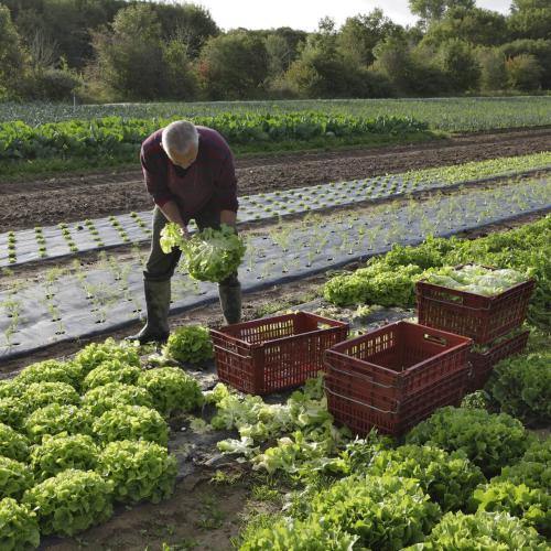 Légumes bio de la ferme