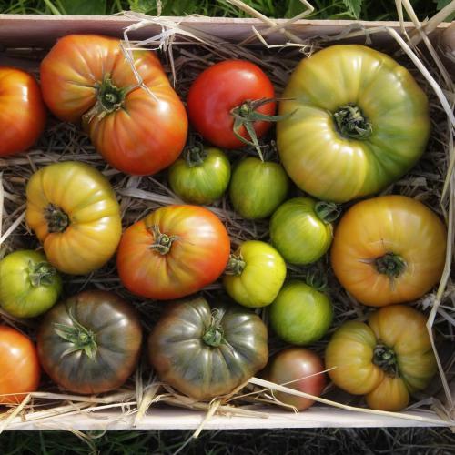 Légumes bio de la ferme